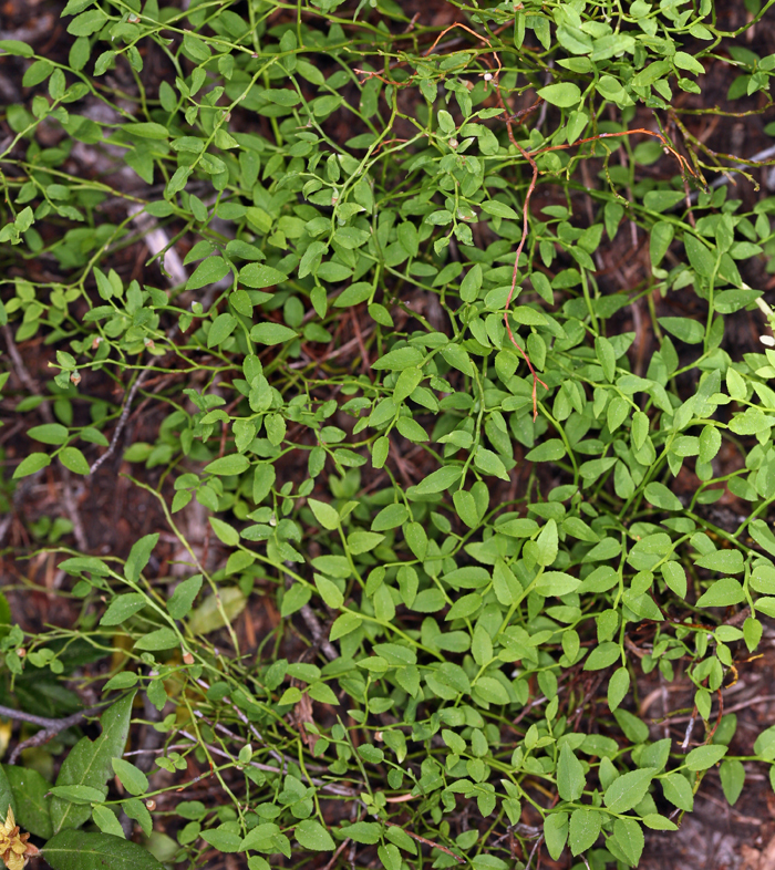 Image de Vaccinium scoparium Leiberg