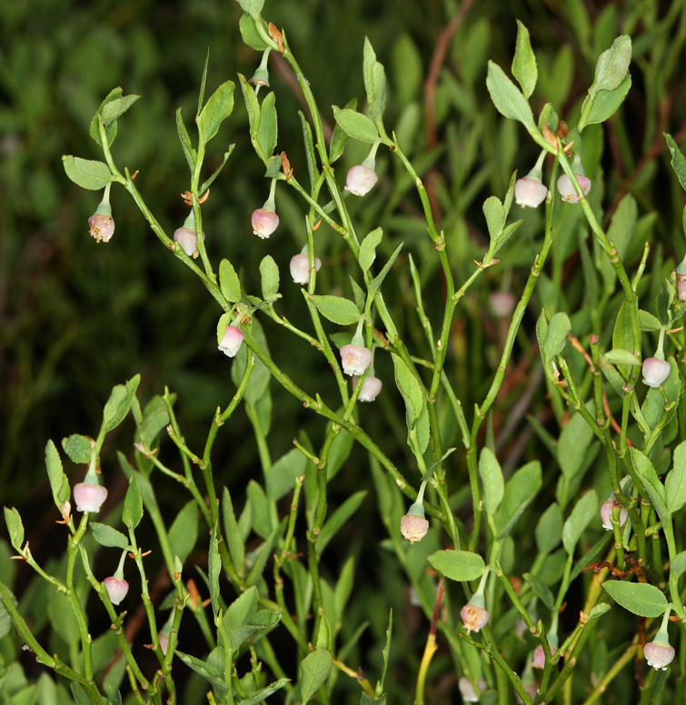 Image de Vaccinium scoparium Leiberg