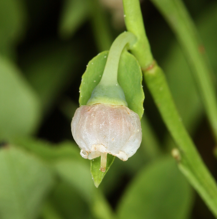 Image of grouse whortleberry