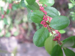 Image of Oregon boxleaf