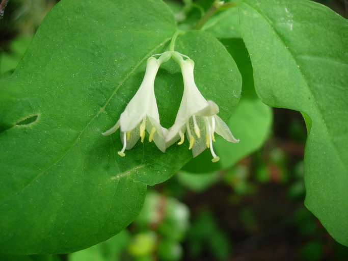 Слика од Lonicera utahensis S. Wats.