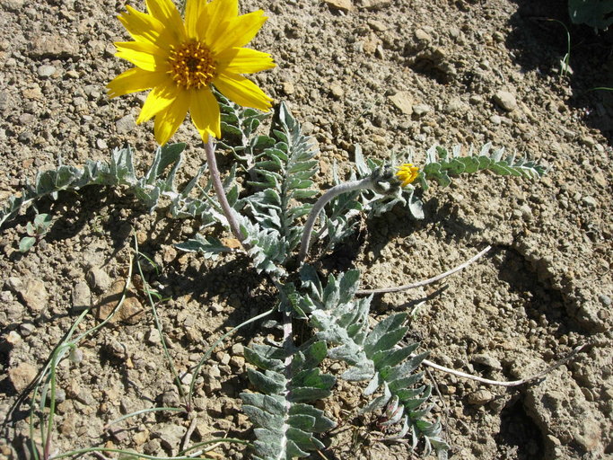 Imagem de Balsamorhiza incana Nutt.