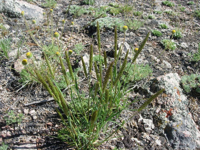 Image of June grass