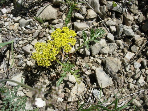 Image of leafy wildparsley