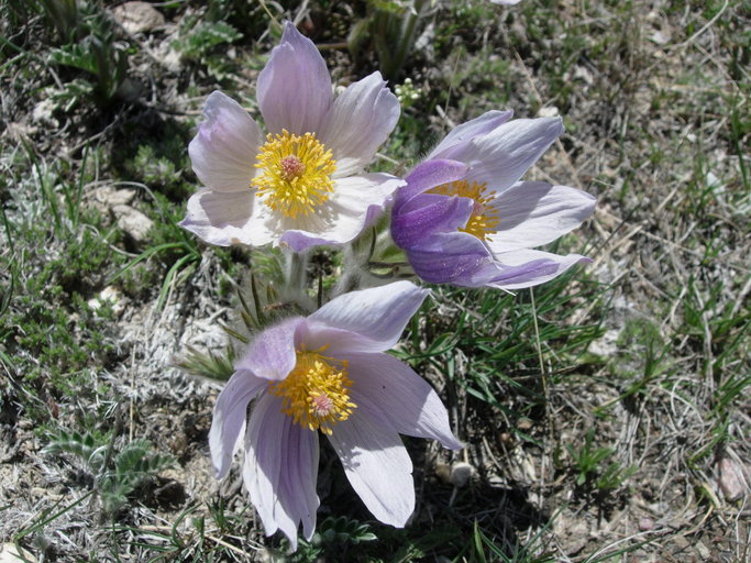 Image of crocus