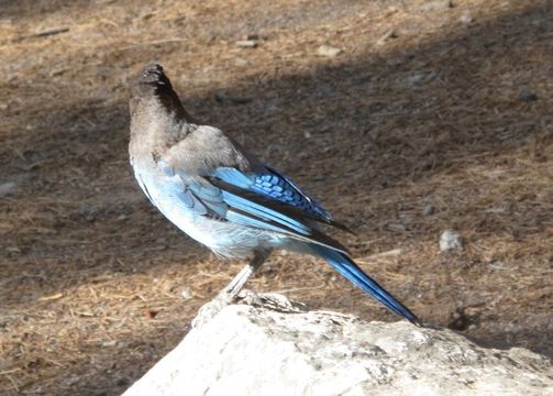 Image of Steller's Jay