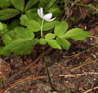 Image of Blue Windflower