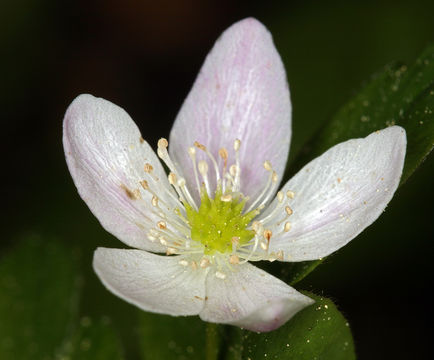 Image of Blue Windflower