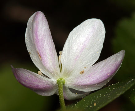 Image of Blue Windflower