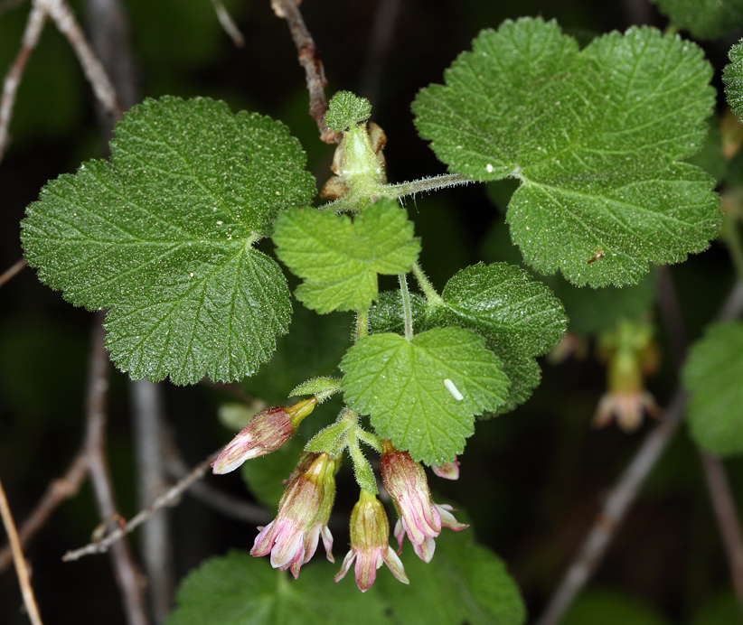 Image de Ribes viscosissimum Pursh