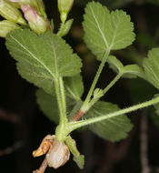 Image de Ribes viscosissimum Pursh