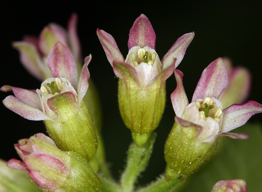 Image de Ribes viscosissimum Pursh