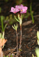 Imagem de Kalmia polifolia Wangenh.