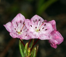 Imagem de Kalmia polifolia Wangenh.