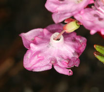 Imagem de Kalmia polifolia Wangenh.