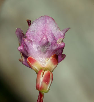 Image of bog laurel