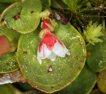 Image of Alpine spicy wintergreen