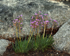 Image of quill-leaf lewisia