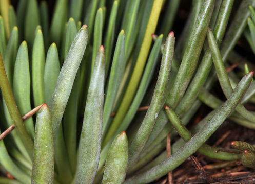 Image of quill-leaf lewisia