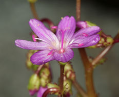 Image of quill-leaf lewisia