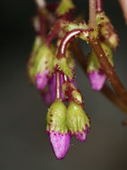 Image of quill-leaf lewisia