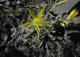 Image of giant blazing star