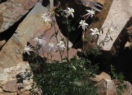 صورة Aquilegia pubescens Coville