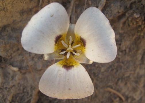 Calochortus leichtlinii Hook. fil. resmi