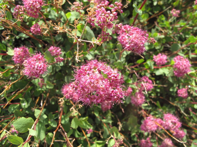 صورة Spiraea splendens Baumann ex K. Koch