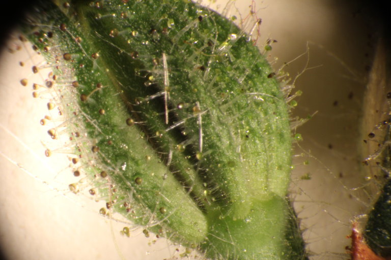 Image of grassy tarweed