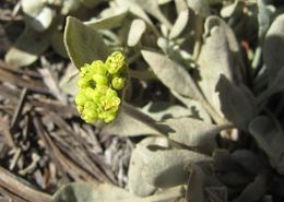 Image of frosted buckwheat