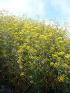 Plancia ëd Foeniculum vulgare Mill.