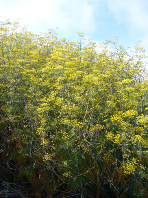 Image of sweet fennel