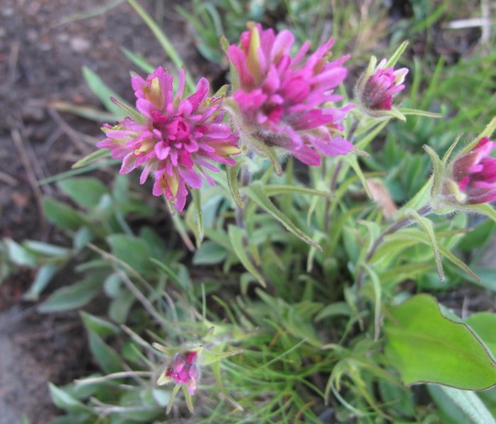 Image of Lemmon's Indian paintbrush