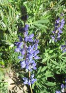 Image of big-leaved lupine