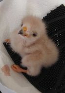 Image of Harris's Hawk