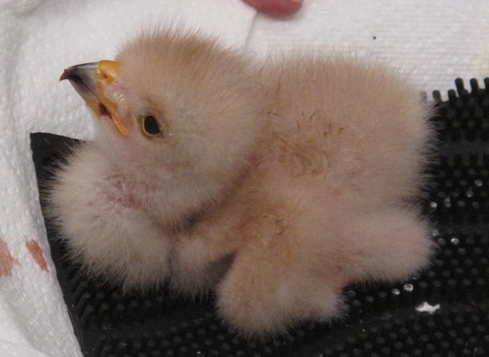 Image of Harris's Hawk