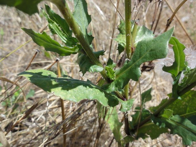 Sivun Urospermum picroides (L.) Scop. ex F. W. Schmidt kuva