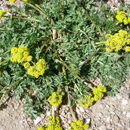 Image of Lomatium cous (S. Wats.) Coult. & Rose