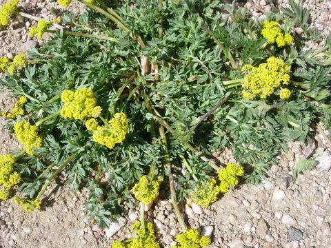 Imagem de Lomatium cous (S. Wats.) Coult. & Rose