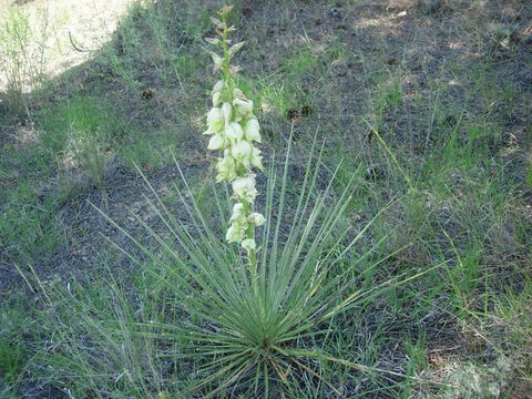 Image of soapweed yucca