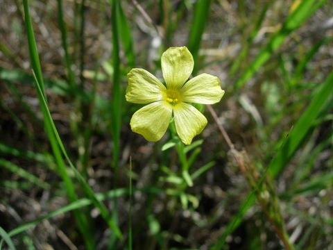 Image de Linum rigidum Pursh