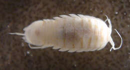 Image of cirolanid isopods