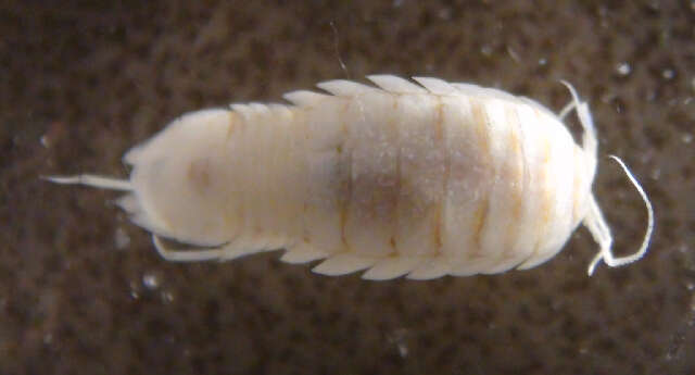 Image of cirolanid isopods