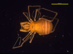 Sivun Cladonychiidae kuva