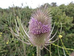 Image of teasel: Fuller's teasel; cutleaf teasel