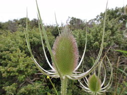 Image of teasel: Fuller's teasel; cutleaf teasel