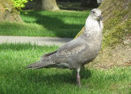 Imagem de Larus glaucescens Naumann & JF 1840