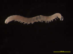 Image of Blaniuloidea