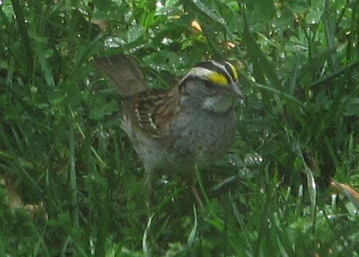 Image of White-throated Sparrow